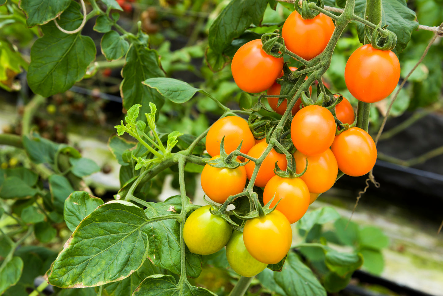 Sun Gold Orange Cherry Tomato