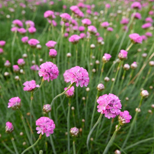 Splendens Sea Thrift