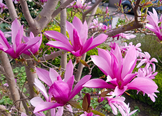 Susan Magnolia Shrub Form