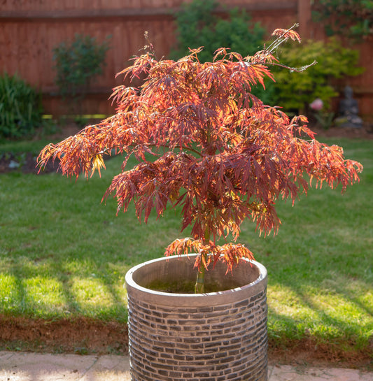 Shaina Japanese Maple Standard