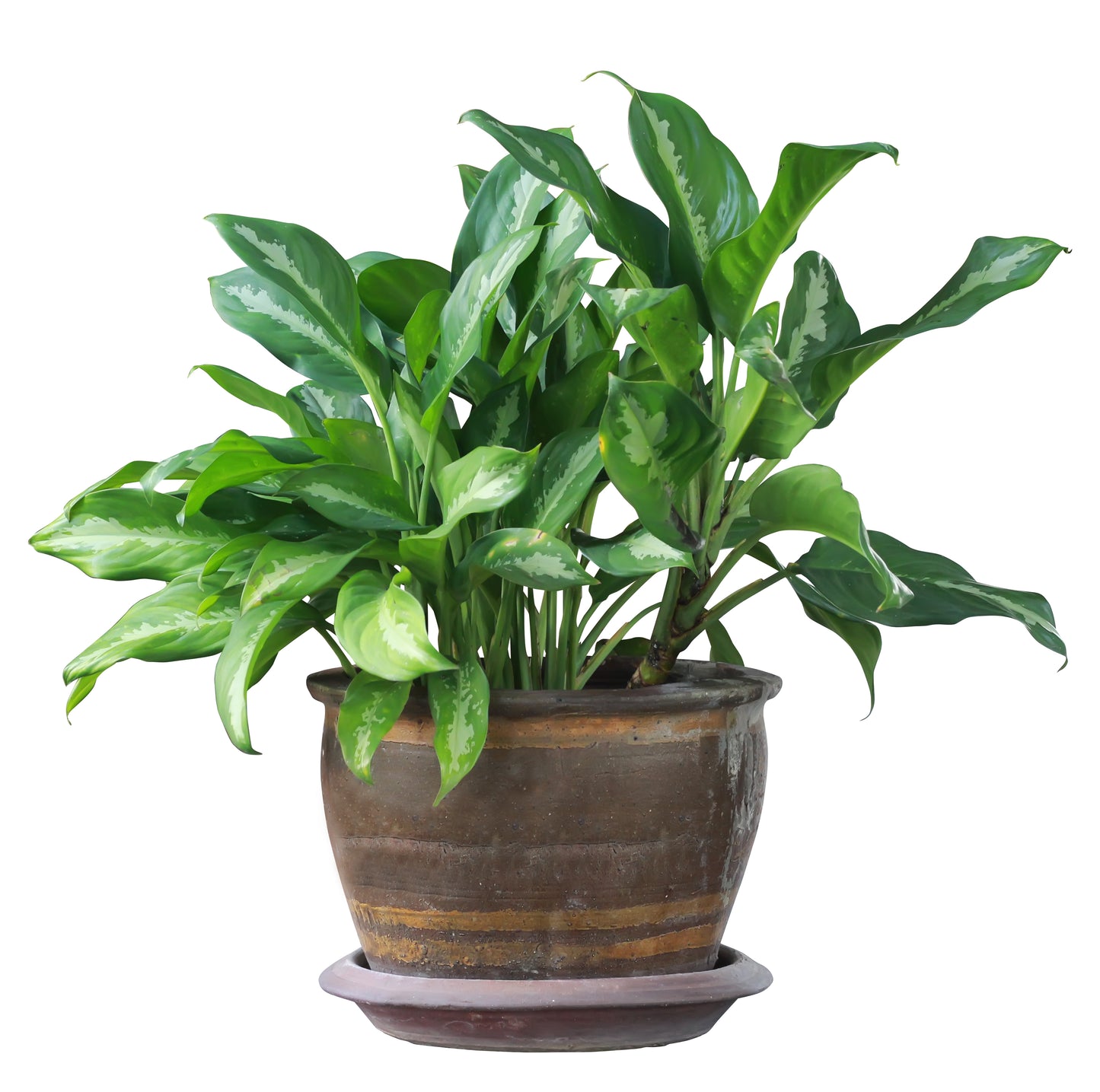 Aglaonema