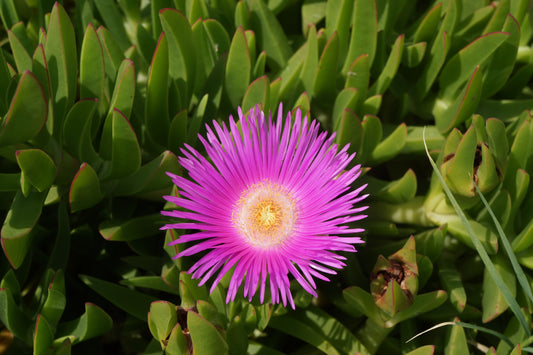 Hot Pink Ice Plant