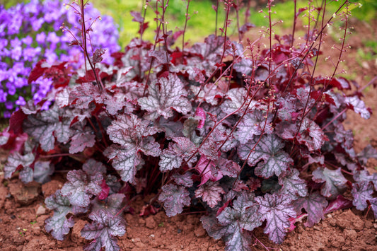 Palace Purple Coral Bells