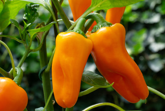 Mini Orange Pepper Planter