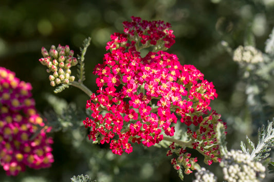 Cerise Queen Yarrow