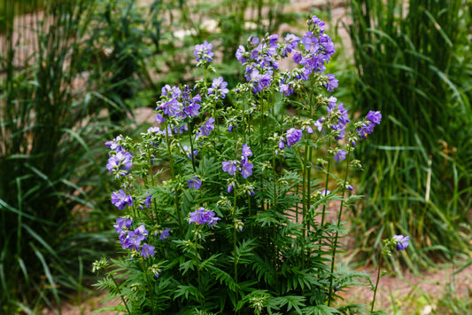Jacob's Ladder 'Purple Rain'