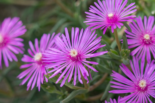 Purple Hardy Ice Plant