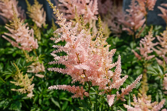 Peach Blossom Japanese Astilbe
