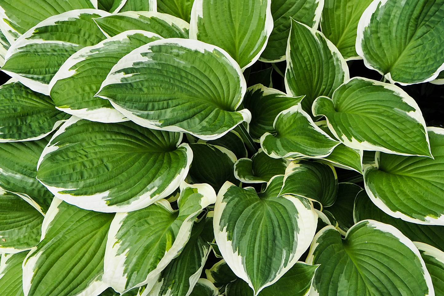 Francee Hosta