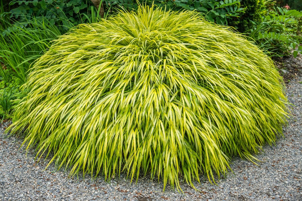 All Gold Japanese Forest Grass