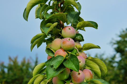 Golden Treat™ Columnar Apple