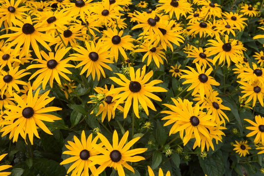 Rudbeckia 'Goldstrum'