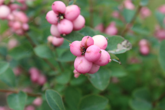 Pinky Promise Snowberry