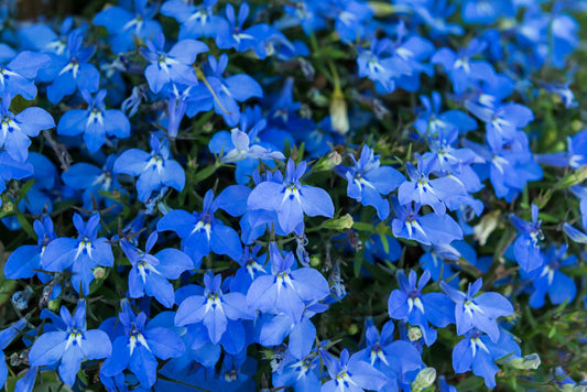 Lobelia Trailing