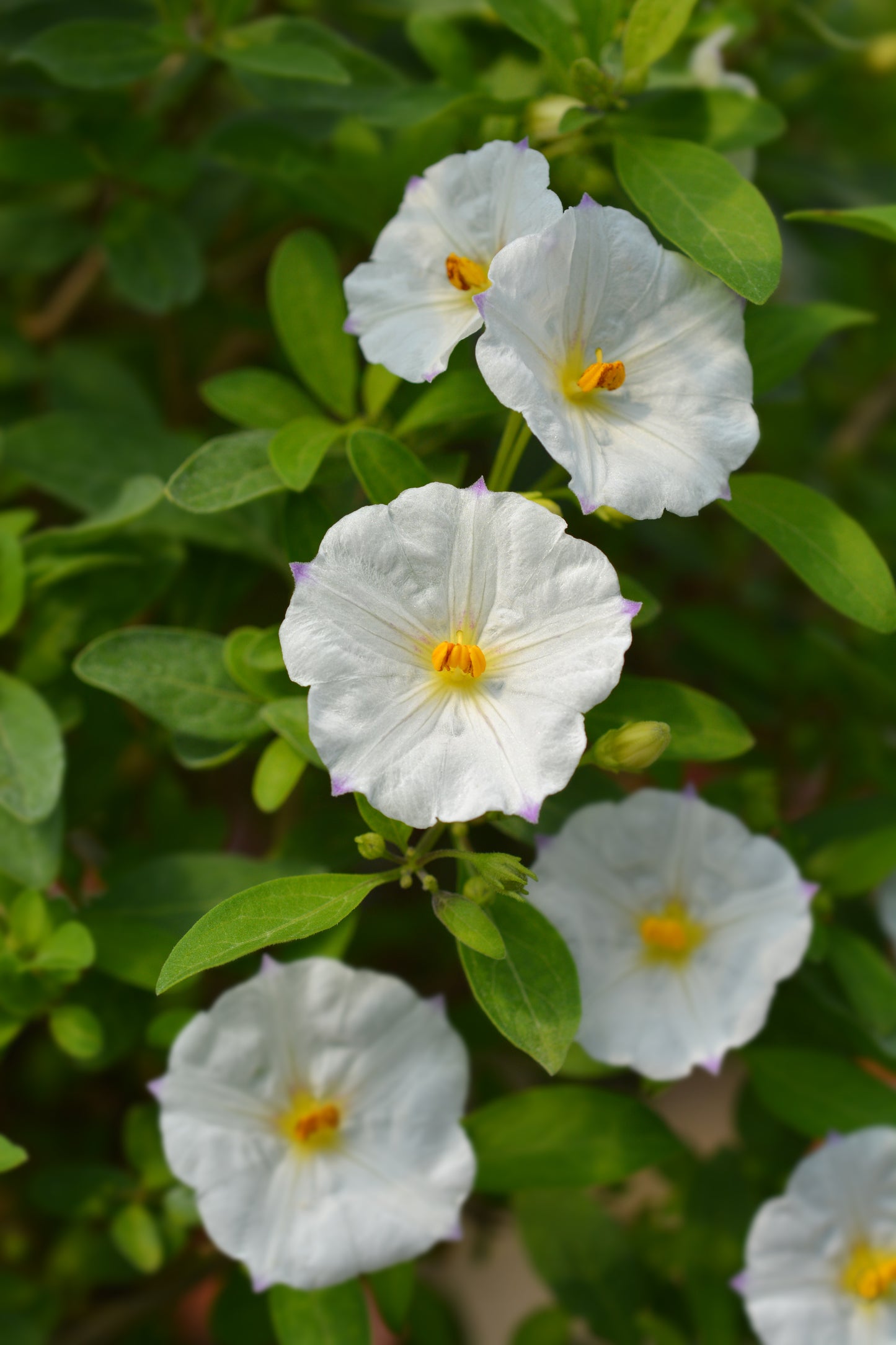 Solanum Jasmine Standard