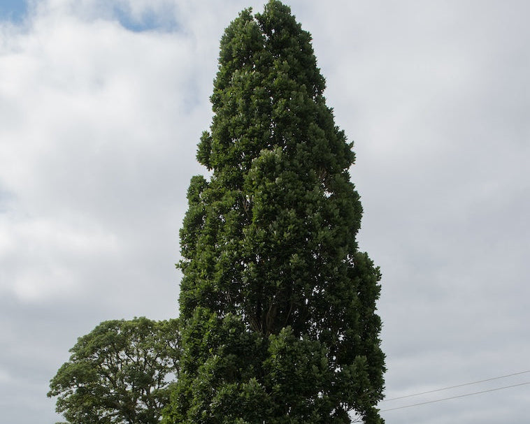 Crimson Spire Oak
