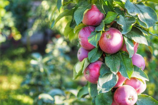 Tasty Red™ Columnar Apple