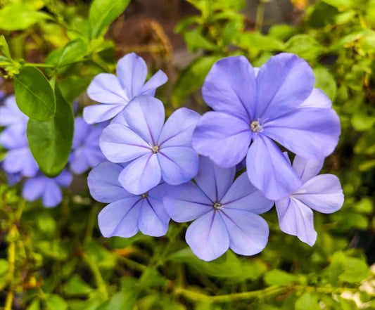 Sherwood Blue Creeping Phlox