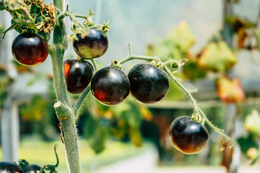 Indigo Blue Berry Tomato