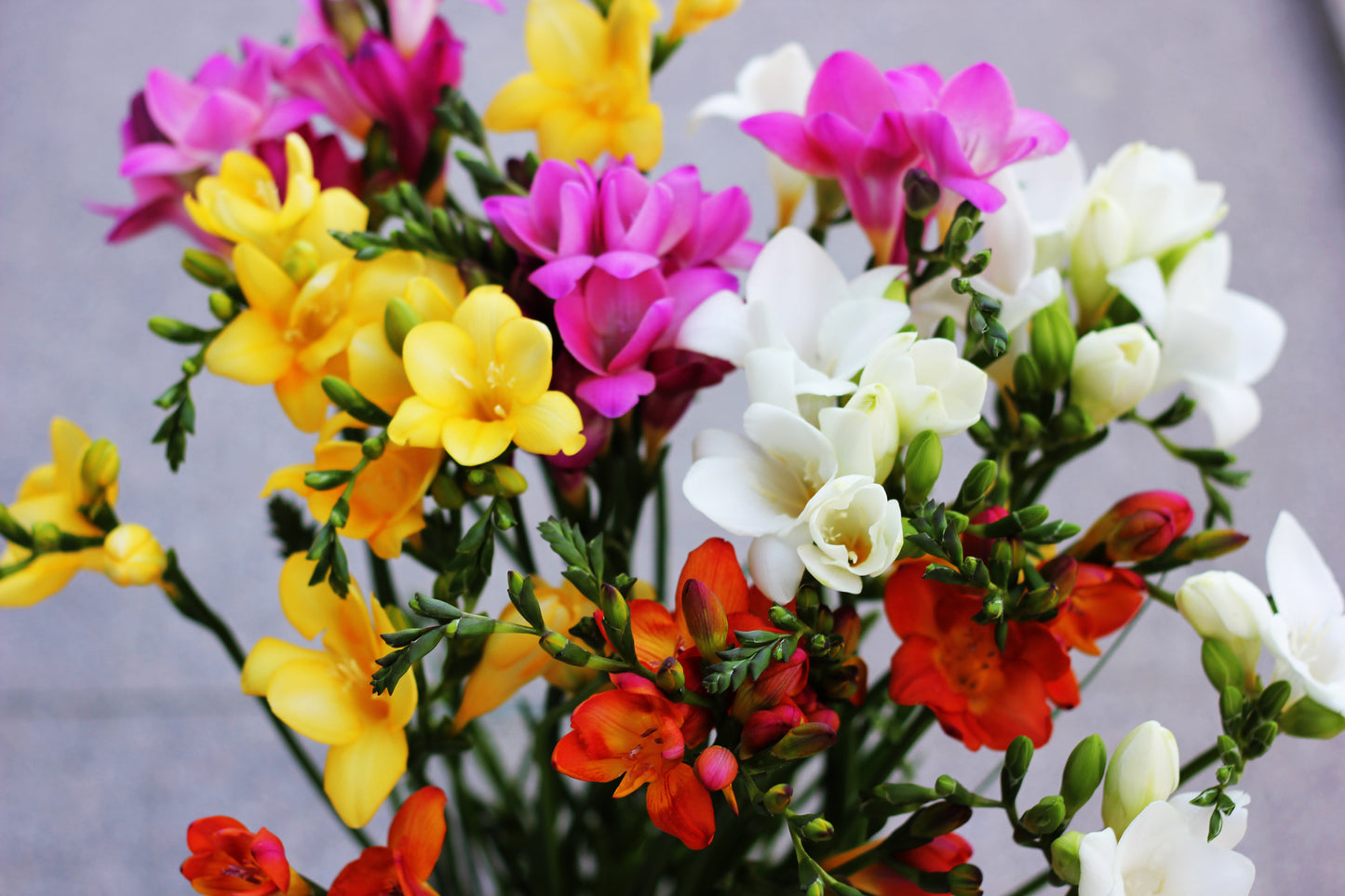Mixed Double Freesia