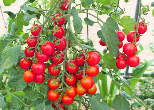 Cherry Blast Tumbling Tomato HB