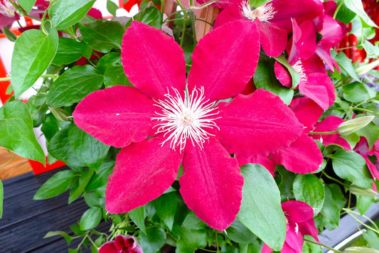 Issey™ Boulevard® Clematis