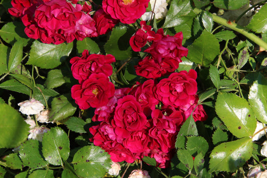 English Primrose 'April Rose'