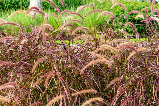 White Pennisetum Fireworks