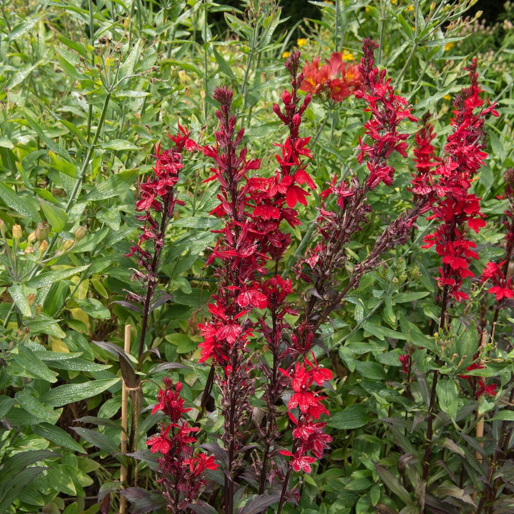 Queen Victoria Cardinal Flower