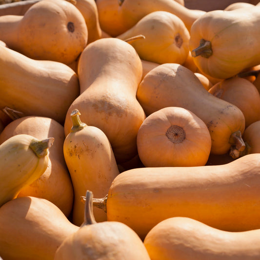 Early Butternut Squash