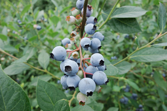 Vaccinium Sapphire Cascade®