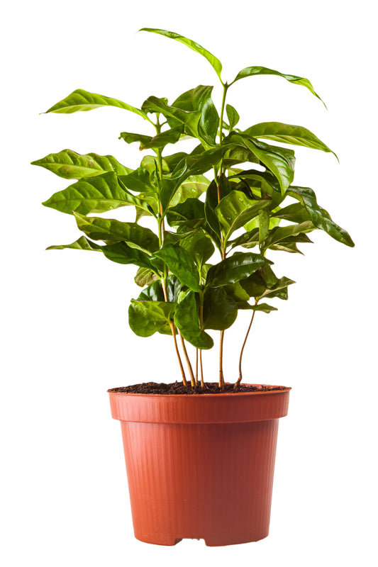 Coffee Plant