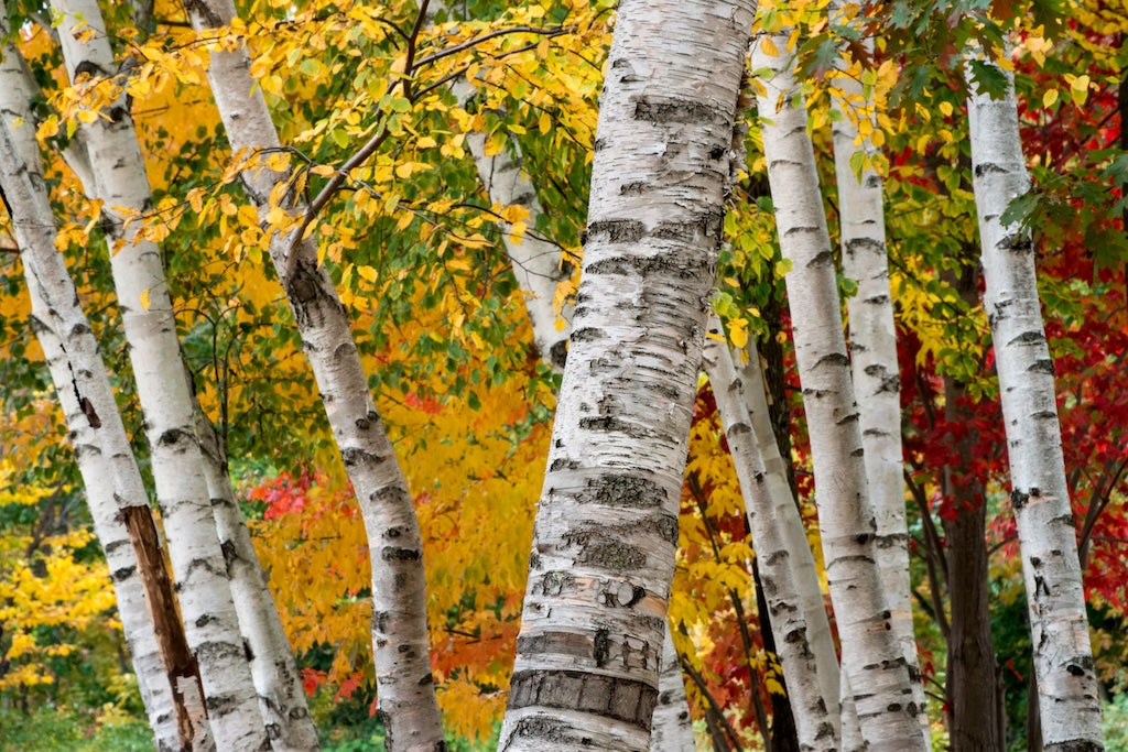 Canadian Beauties - Paper Birch
