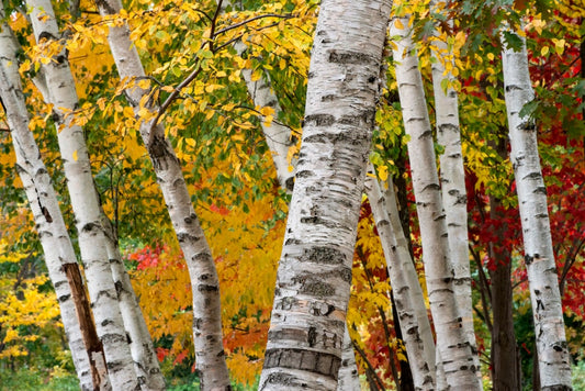 Canadian Beauties - Paper Birch