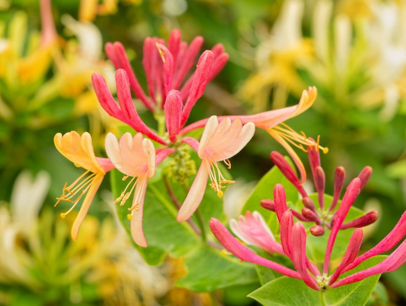 Goldflame Honeysuckle