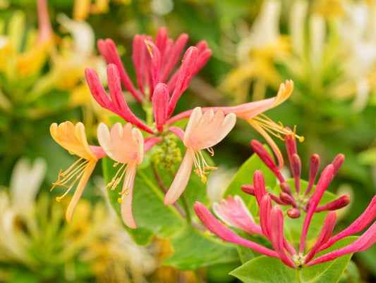Goldflame Honeysuckle