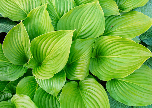 City Lights Hosta