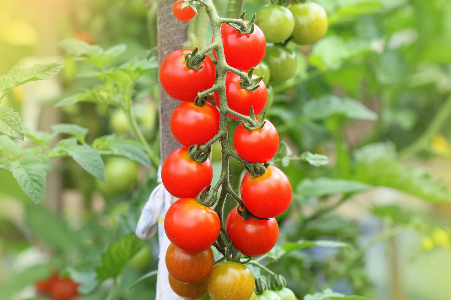 Rapunzel Tomato