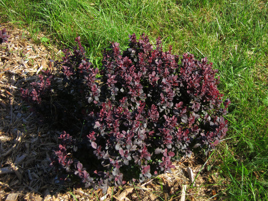 Berberis 'Concorde'