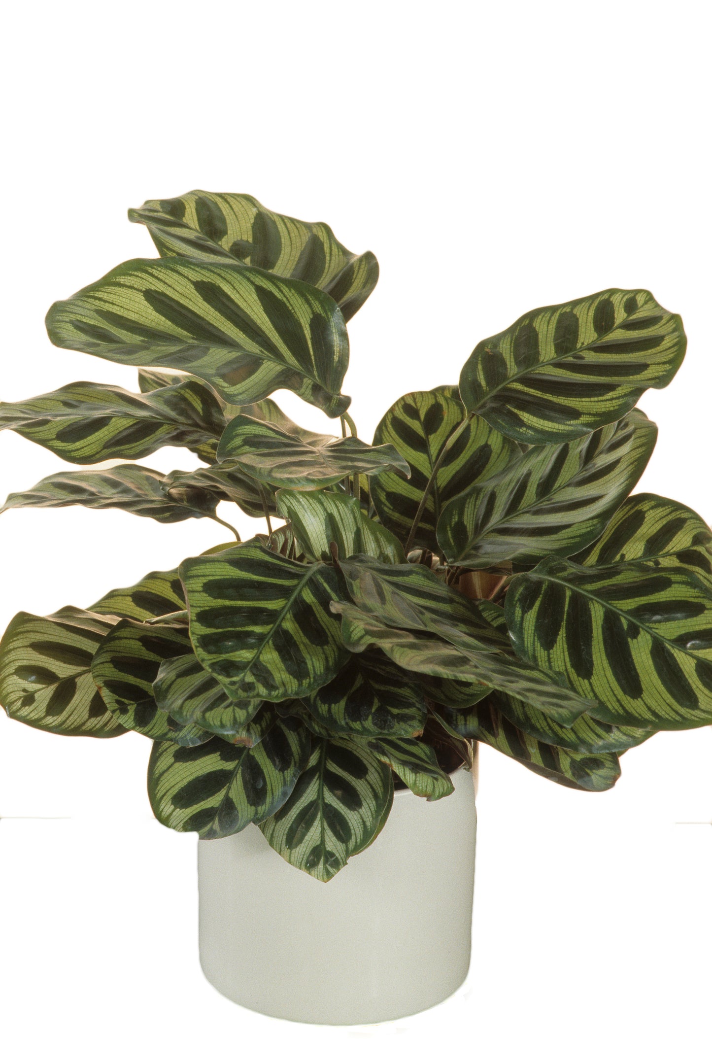 Calathea Assorted