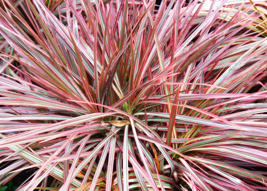 Bi-Colour Dragon Tree