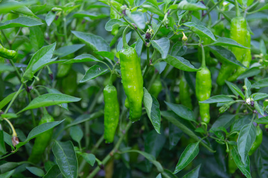 Shishito Pepper