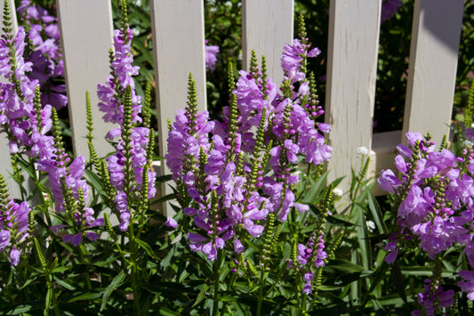 Canadian Beauties - Obedient Plant