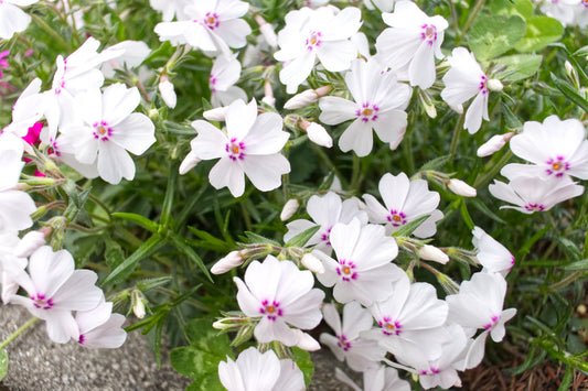 Amazing Grace Ground Phlox