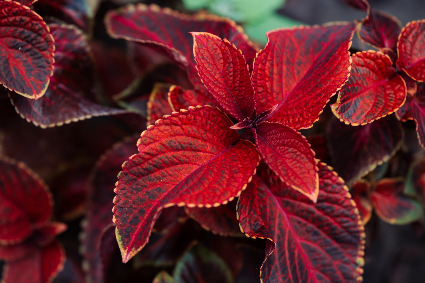 Volcano Coleus
