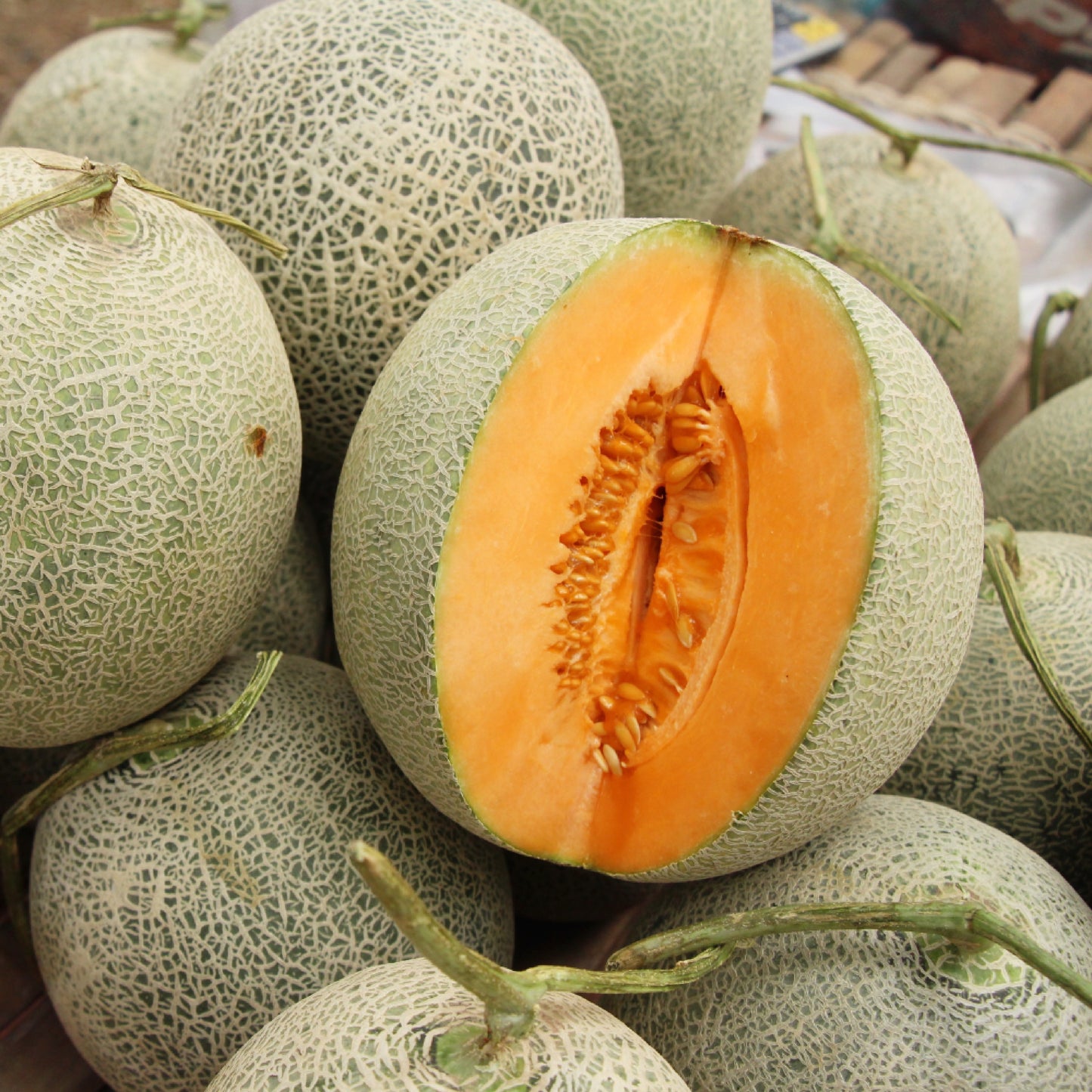 Muskmelon Hales Best