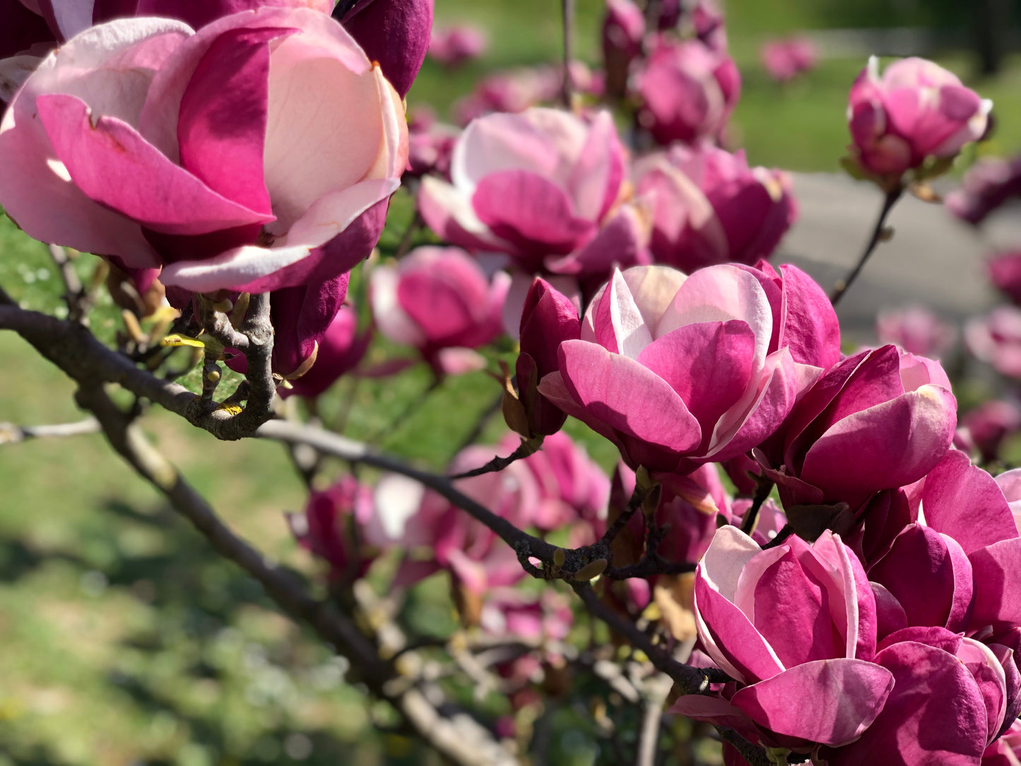 Tinker Belle Magnolia Tree Form