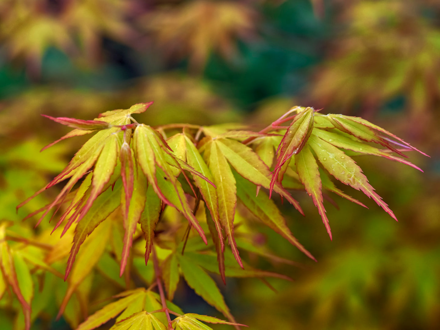Katsura Tree