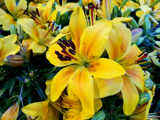Tiny Ranger Asiatic Lily