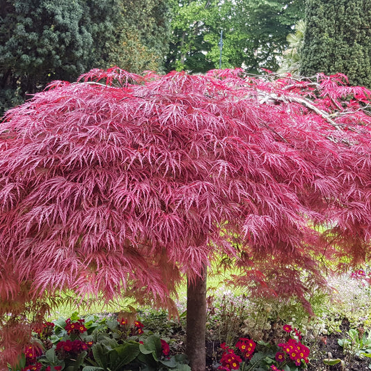 Shaina (standard) Japanese Maple